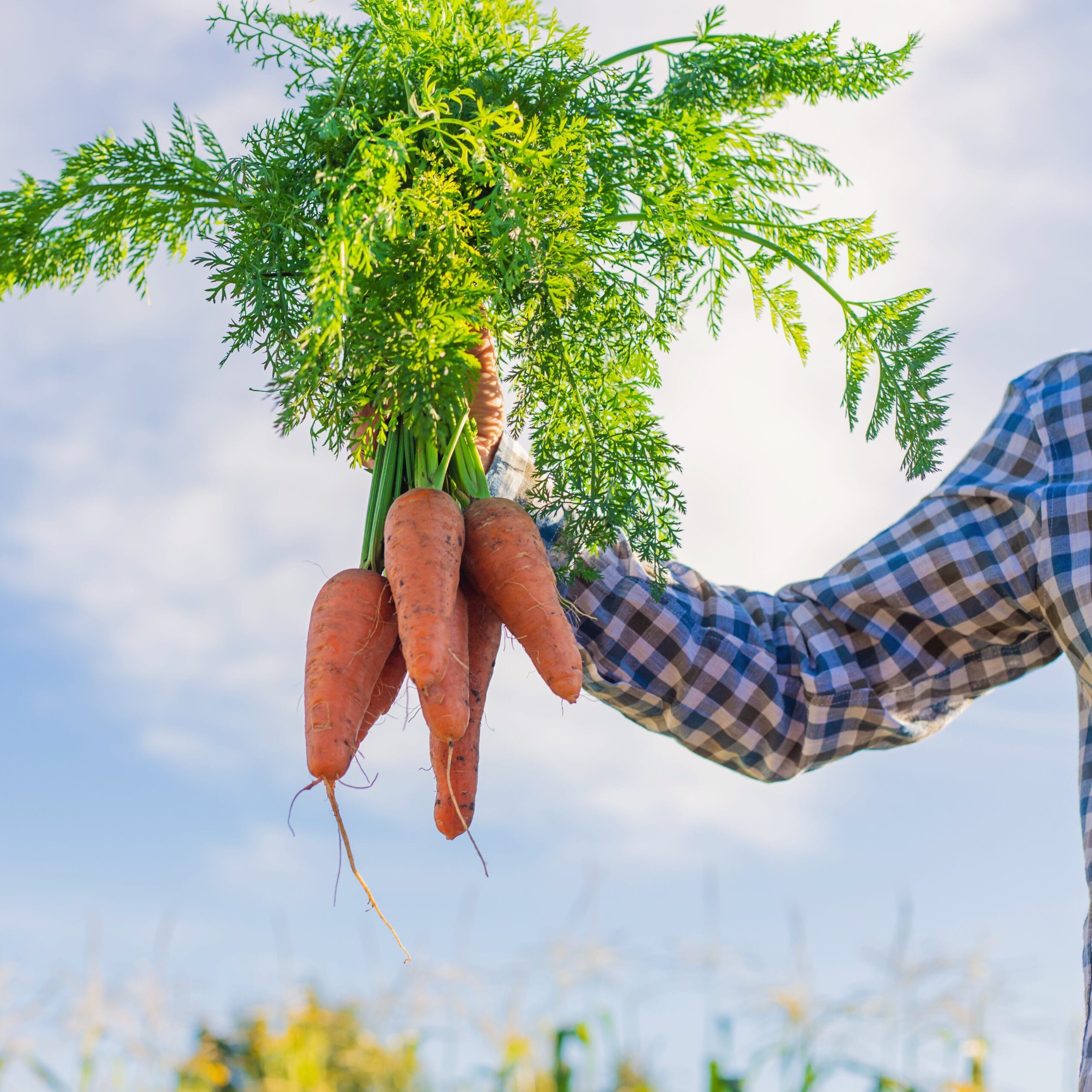 Farm Fresh Red Carrot Vegetables – Full of Natural Vitamins 2