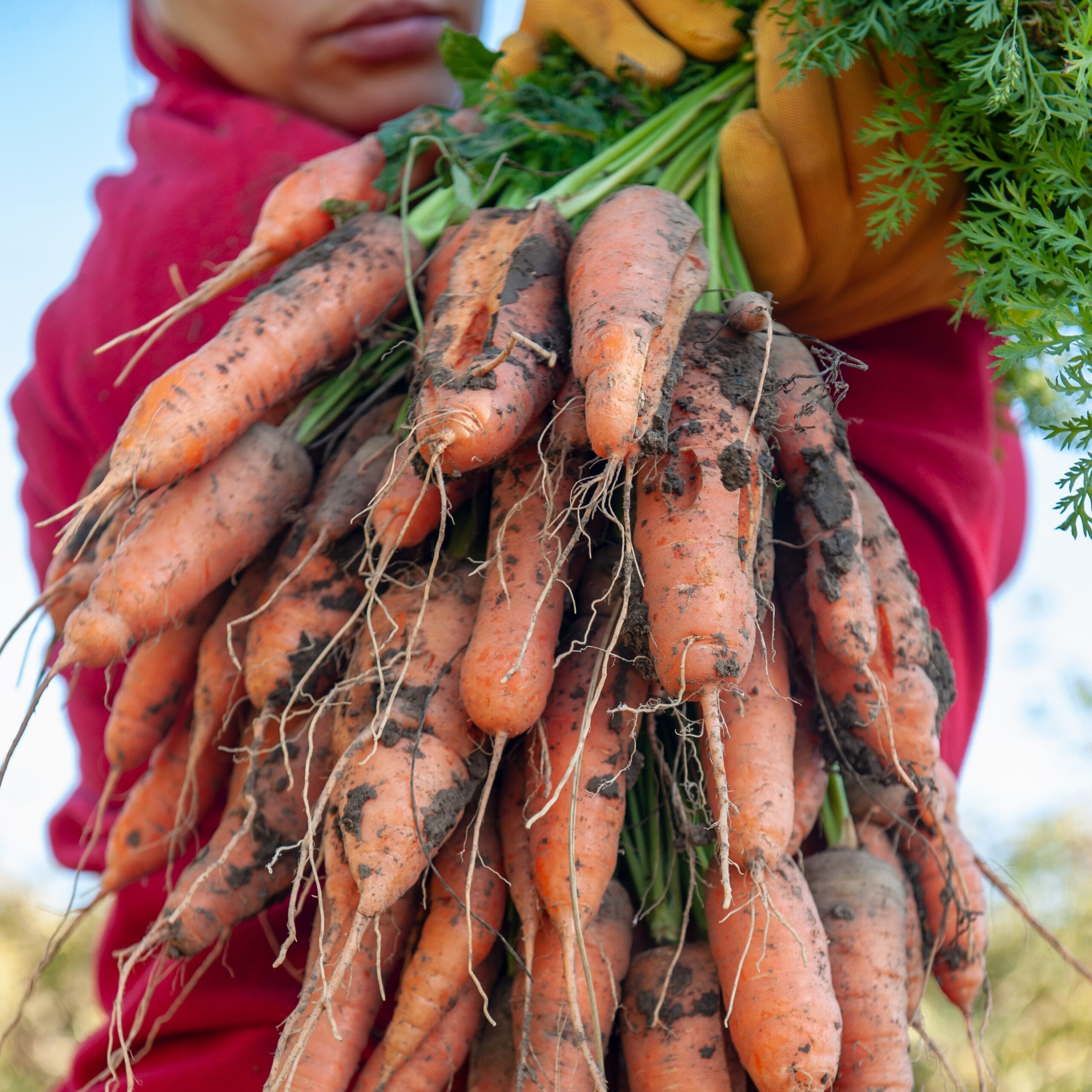 Farm Fresh Red Carrot Vegetables – Full of Natural Vitamins 1