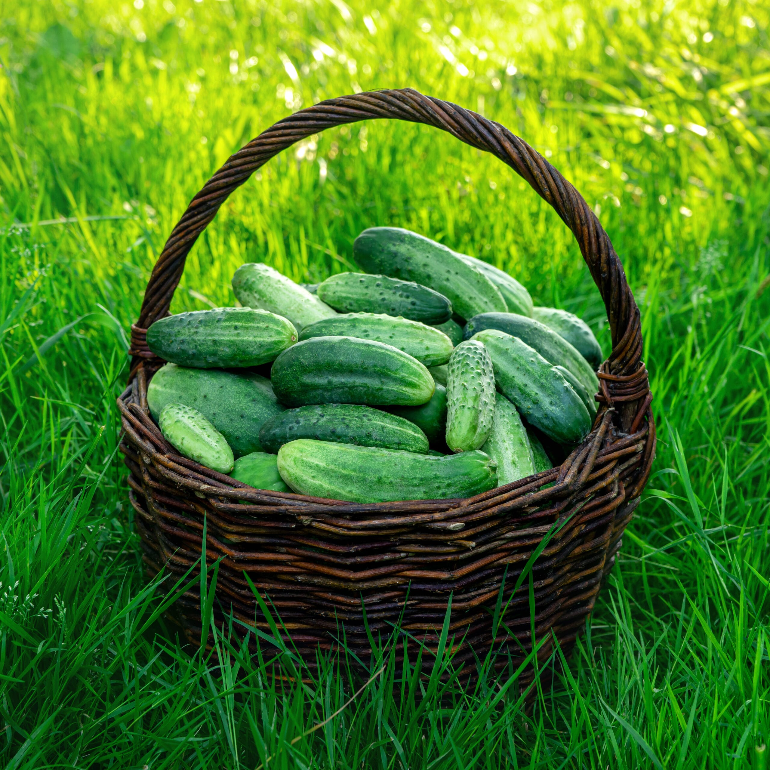 Fresh Organic Hybrid Cucumber - Naturally Grown