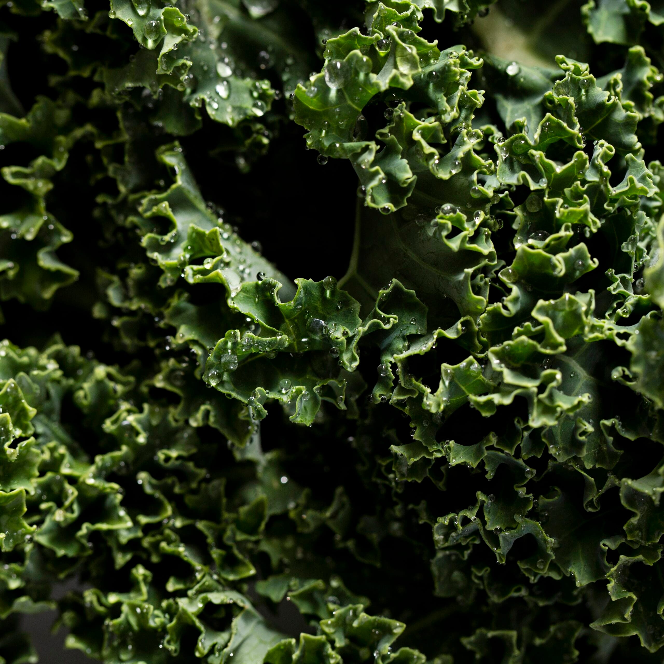 Kale Leaves