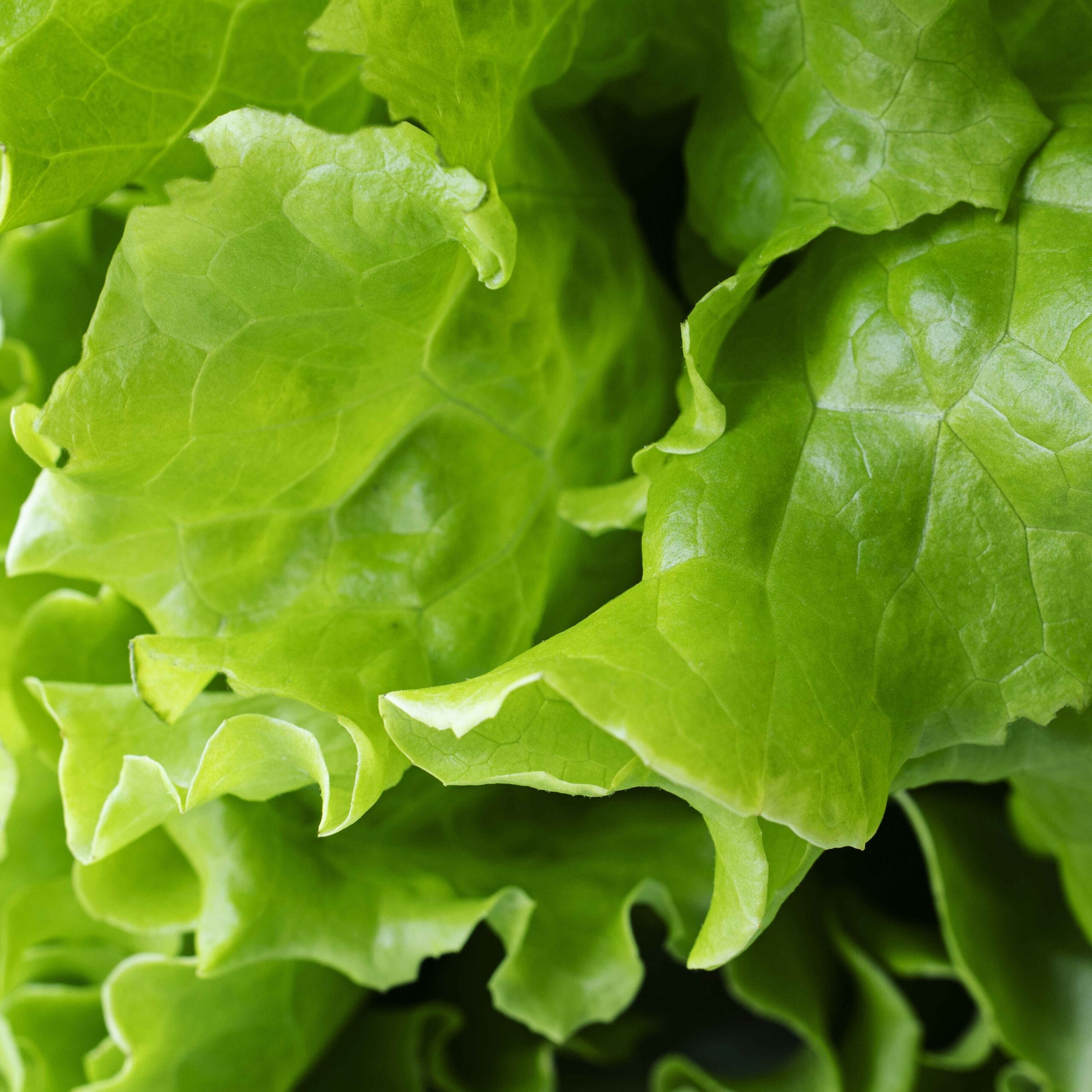 Fresh Green Leaf Lettuce for Salads 3