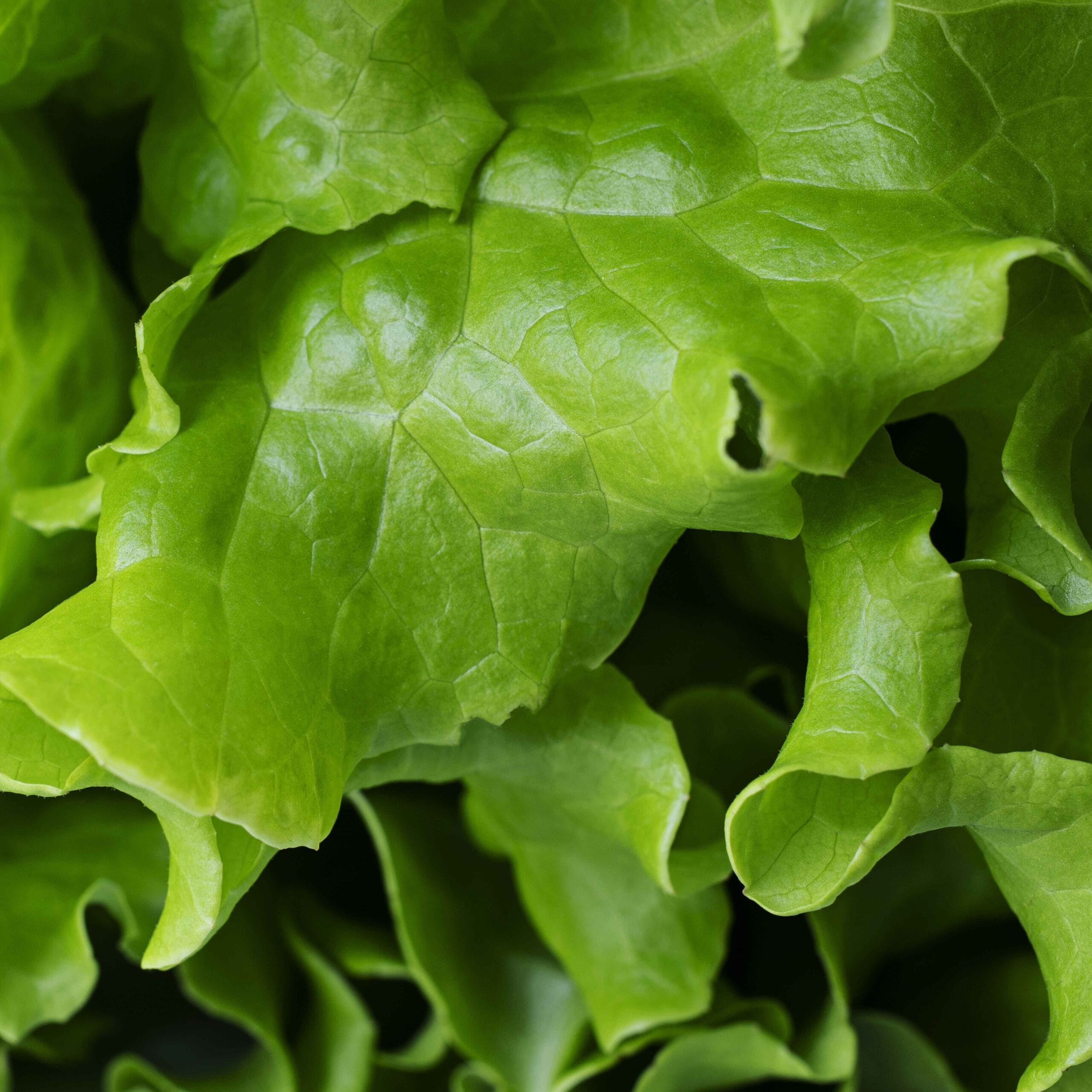 Fresh Green Leaf Lettuce for Salads 2