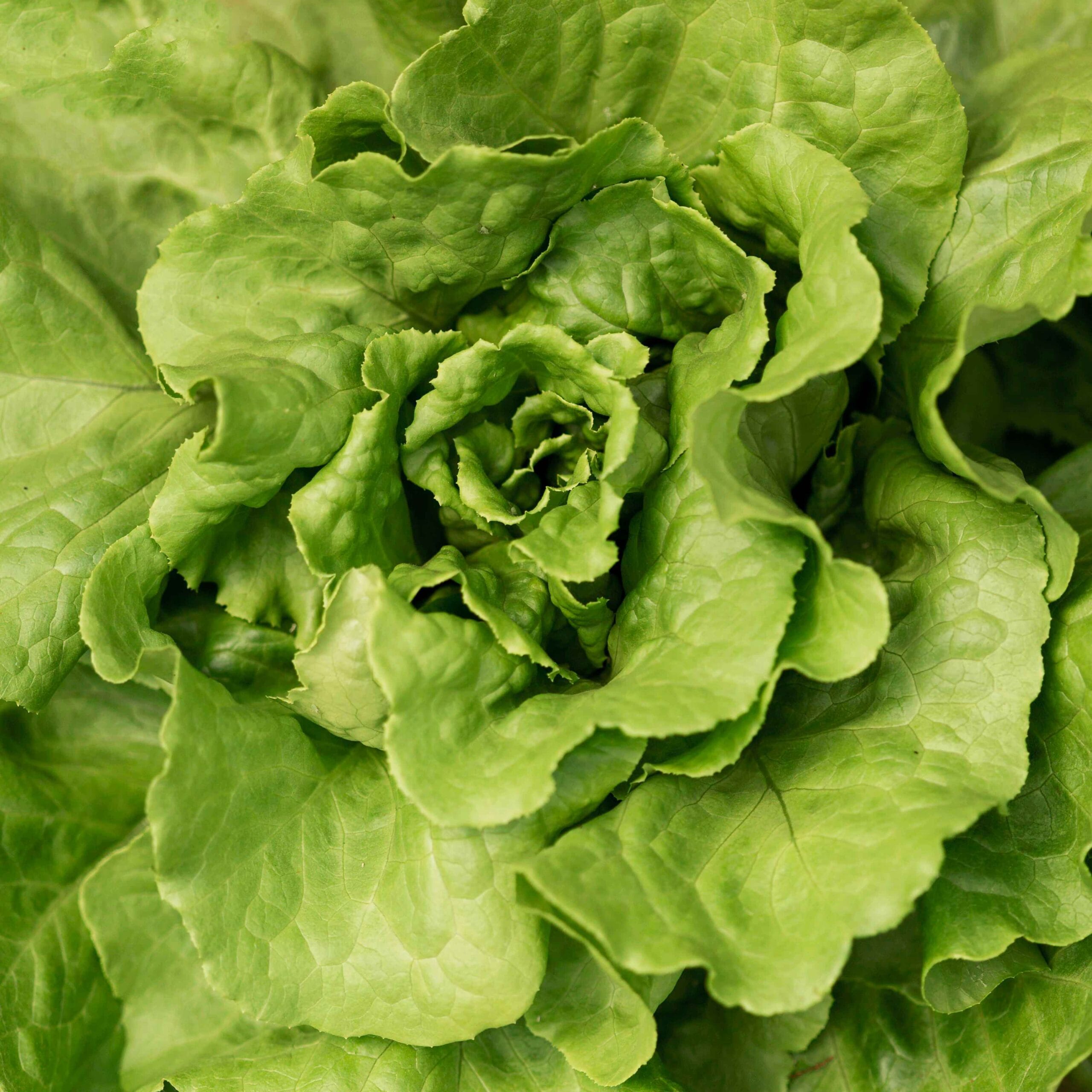 Fresh Green Leaf Lettuce for Salads 1