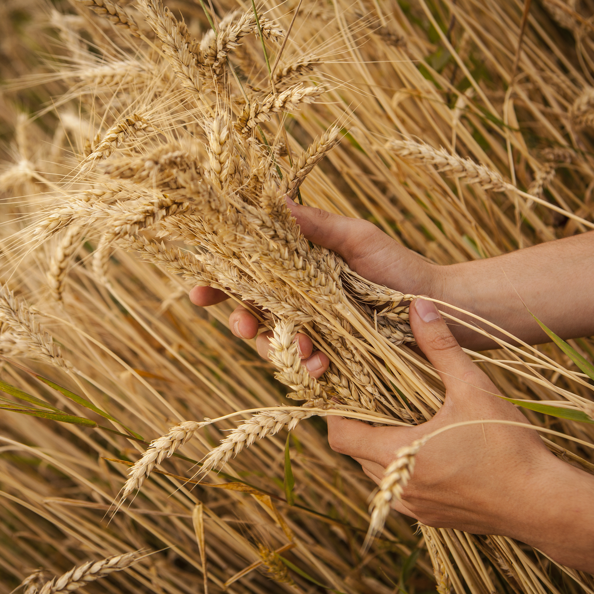 Organic Jau Grains | Pure Barley Flour for Daily Wellness