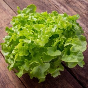 Fresh Green Leaf Lettuce for Salads