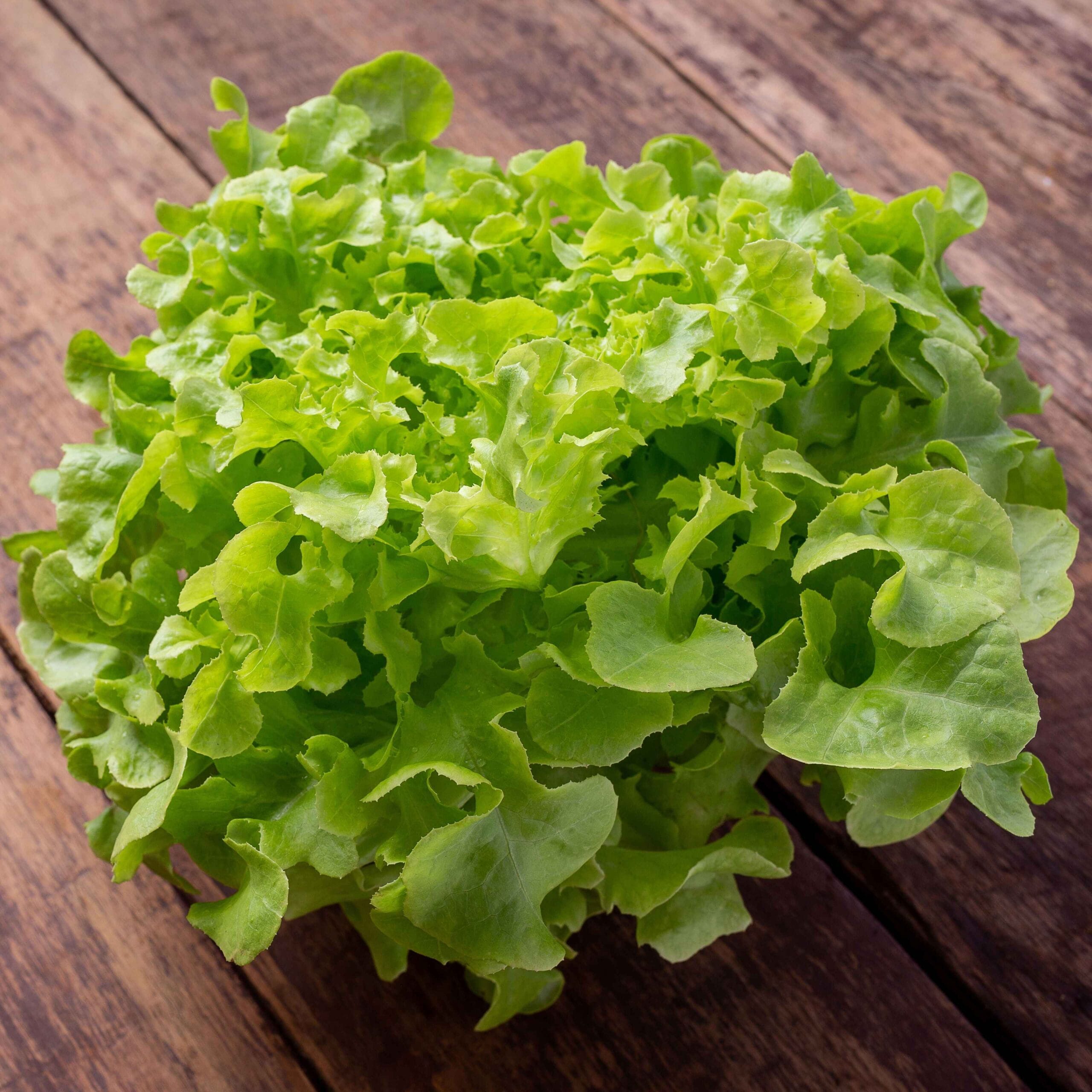 Fresh Green Leaf Lettuce for Salads