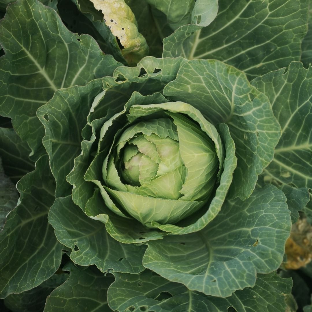Fresh Organic Green Cabbage 2
