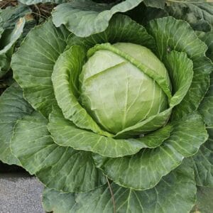 Fresh Organic Green Cabbage