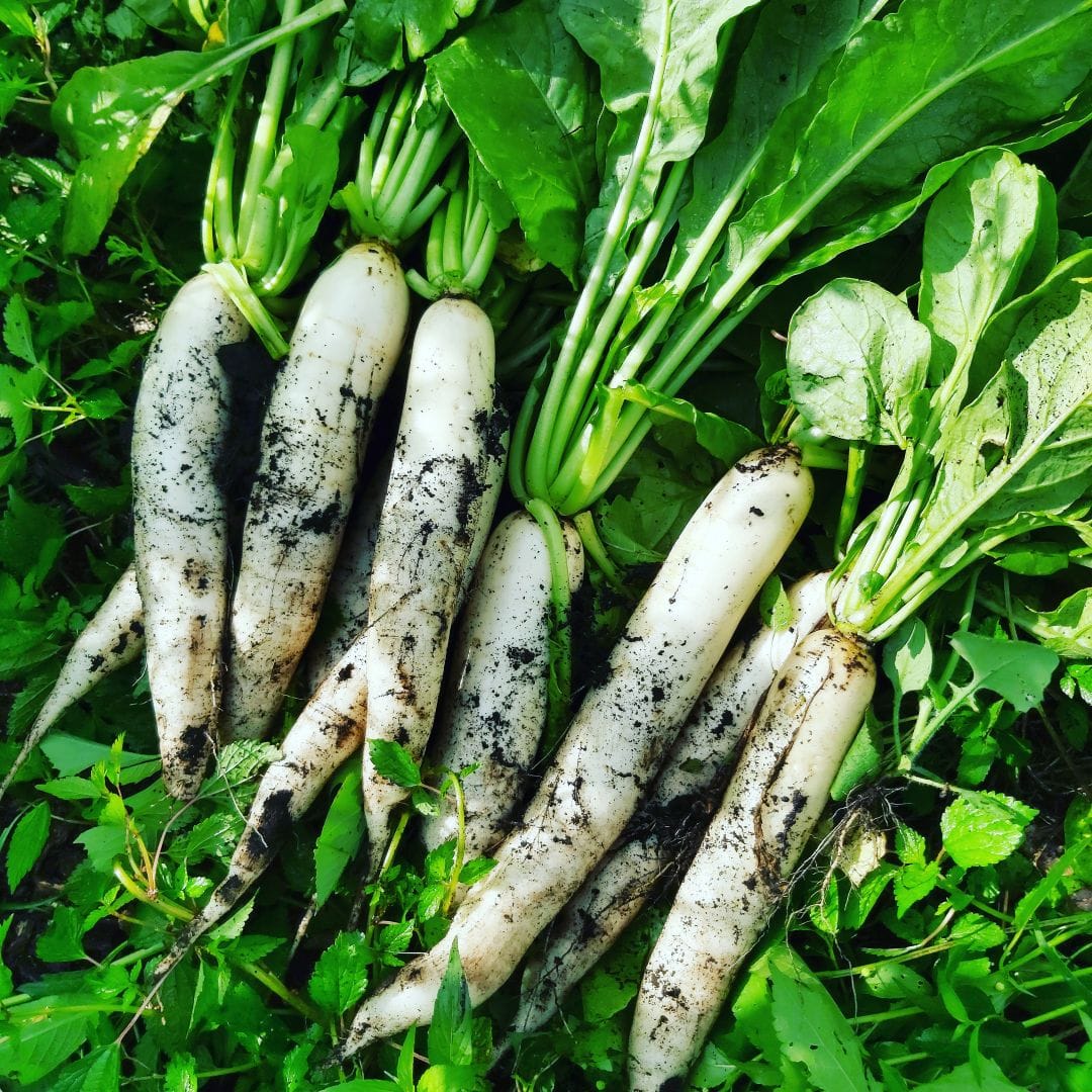 Radish (Muli) Vegetable | Mooli