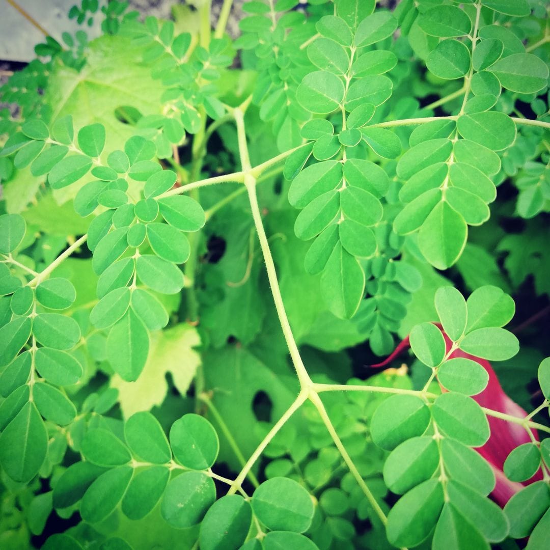 Fresh Kasuri Methi Leaves Fresh Fenugreek Leaves3