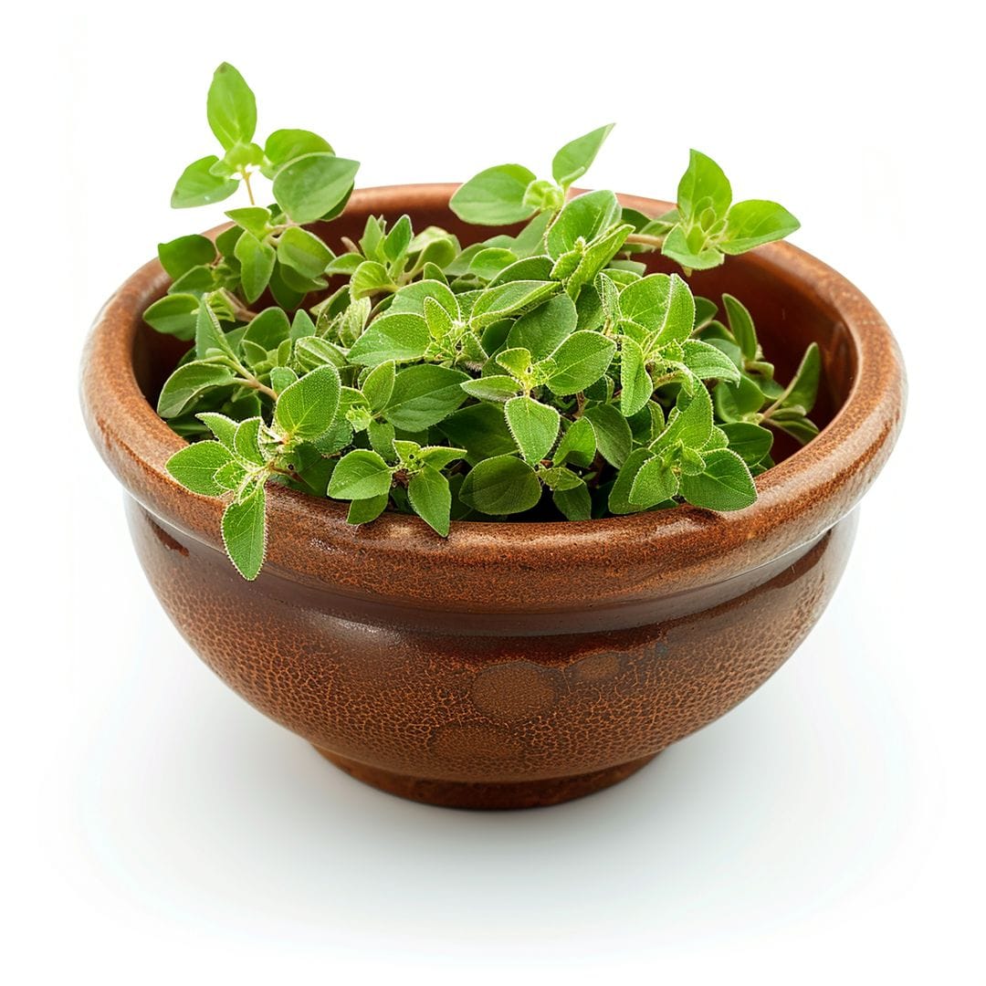 Fresh Kasuri Methi Leaves Fresh Fenugreek Leaves2